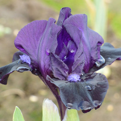 Mountain Shadows Bearded Iris Collection