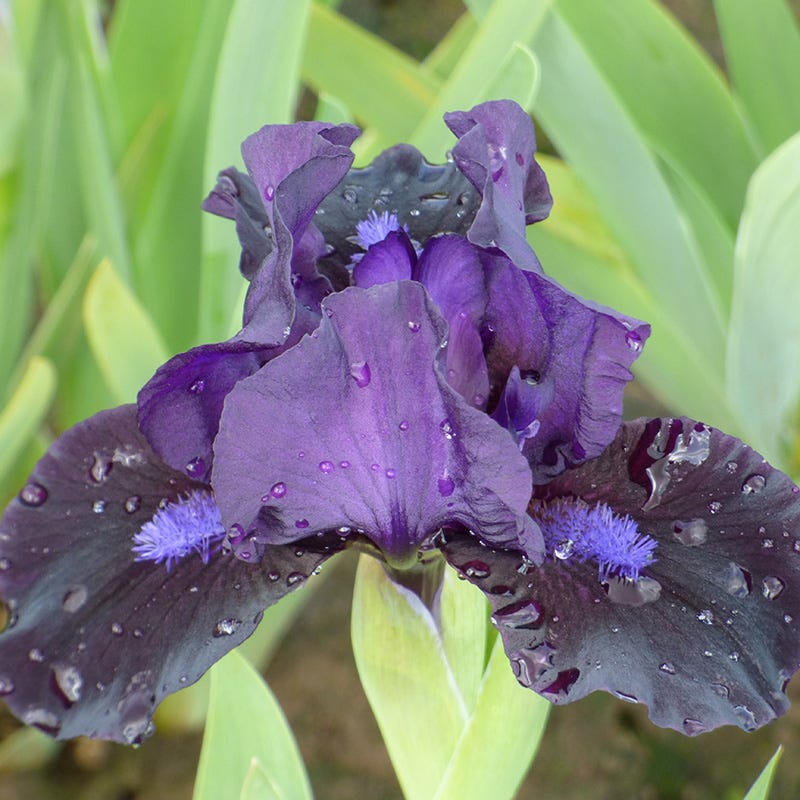 Black Lightning Bearded Iris