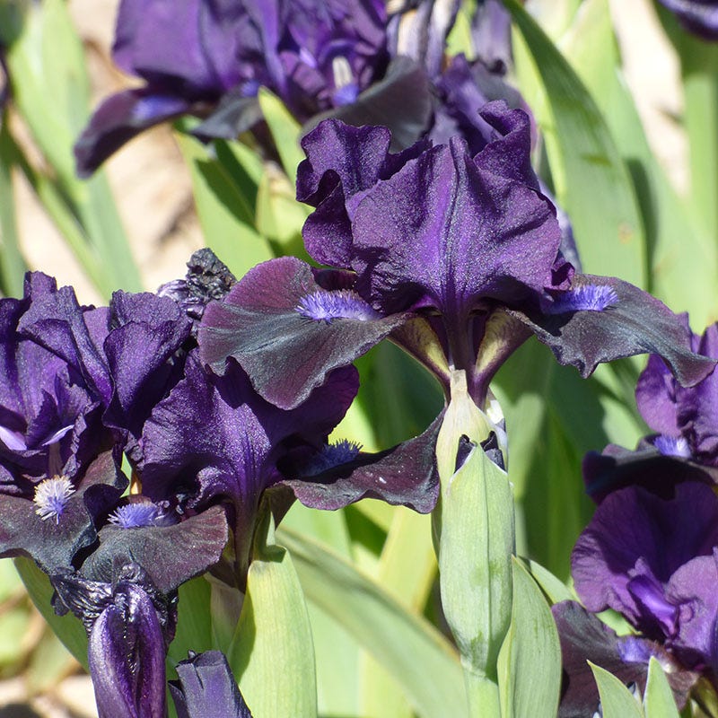 Black Lightning Bearded Iris