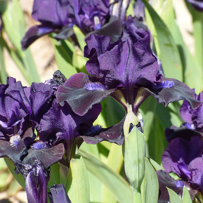 Black Lightning Bearded Iris