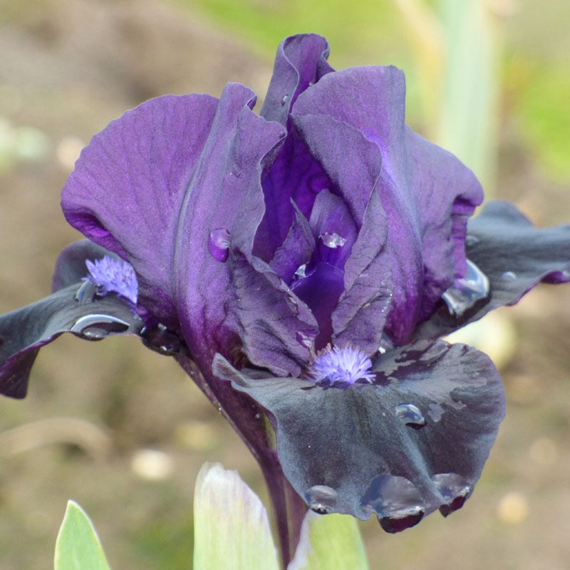 Black Lightning Bearded Iris