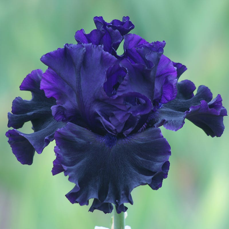 Black Lipstick Bearded Iris