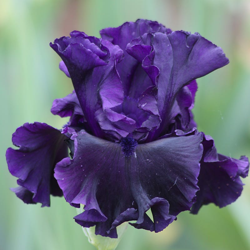 Mountain Shadows Bearded Iris Collection