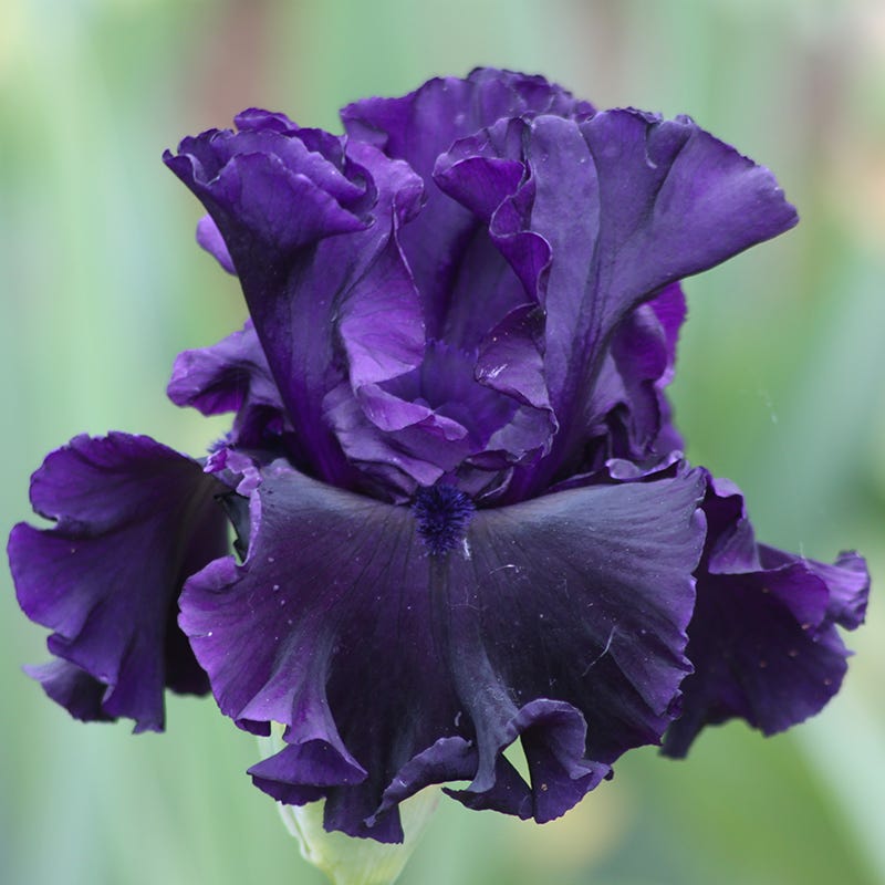 Black Lipstick Bearded Iris