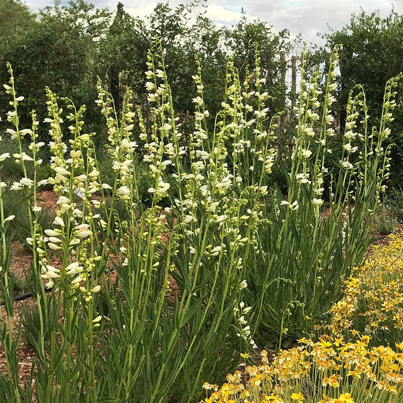 Blanca Peak™ Rocky Mountain Penstemon