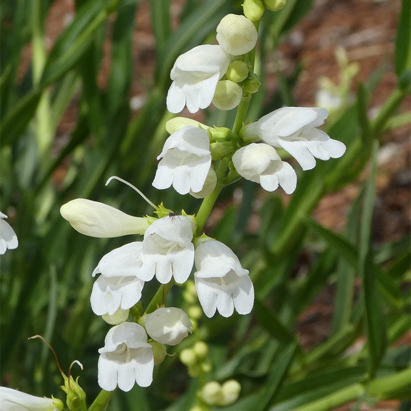 Blanca Peak™ Rocky Mountain Penstemon