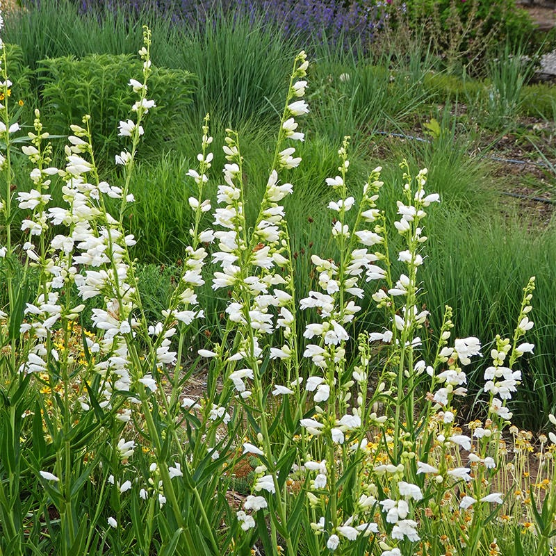 Penstemon strictus Blanca Peak Rocky Mountain - Thumbnail 5