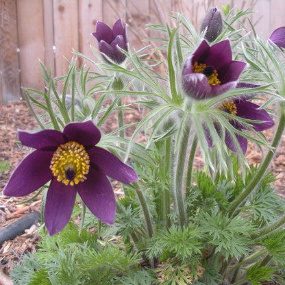Pasque Flower Collection (Pulsatilla)