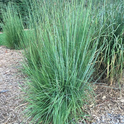 Blaze Little Bluestem Grass