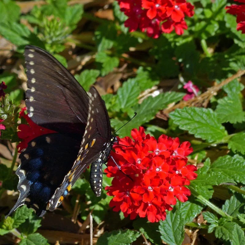 Red Devil Perennial Verbena