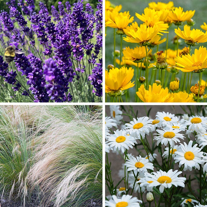 Blowin' In The Wind Collection