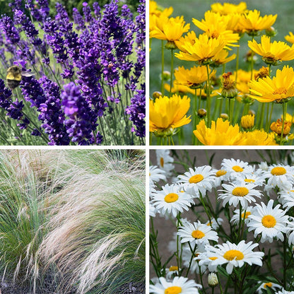 Blowin' In The Wind Collection