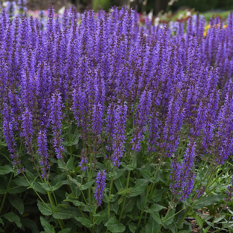 Blue By You Salvia - Thumbnail 2