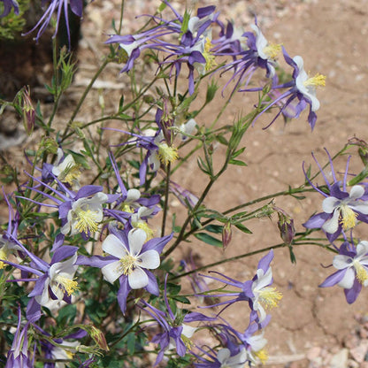 Blue Columbine Seeds (Aquilegia)