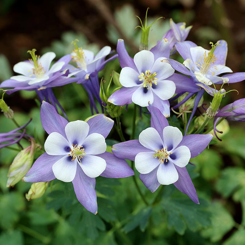 aquilegia flower seeds Blue Columbine Seeds, Aquilegia caerulea