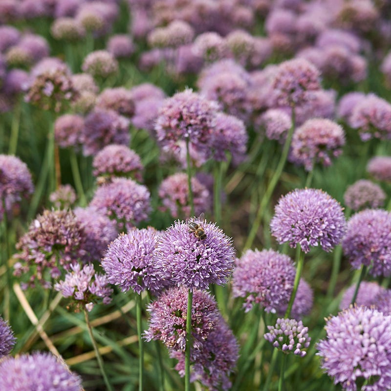 Allium senescens 'Blue Eddy'