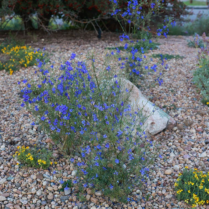 Appar Blue Flax (Linum)