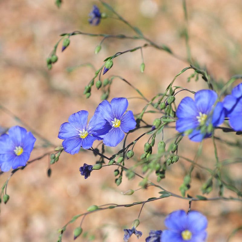 Appar Blue Flax (Linum)
