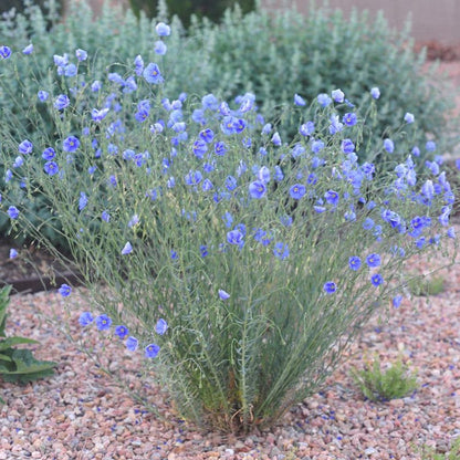 Appar Blue Flax (Linum)