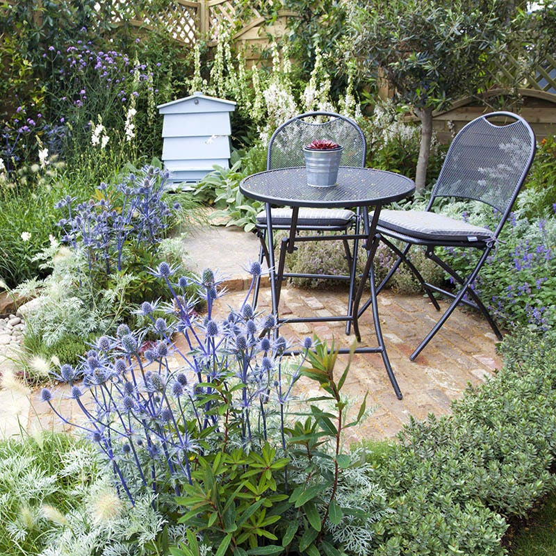 Blue Glitter Sea Holly, Eryngium planum Blue Glitter