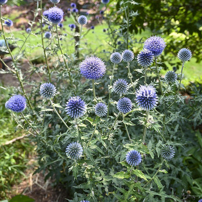 Blue Glow Echinops
