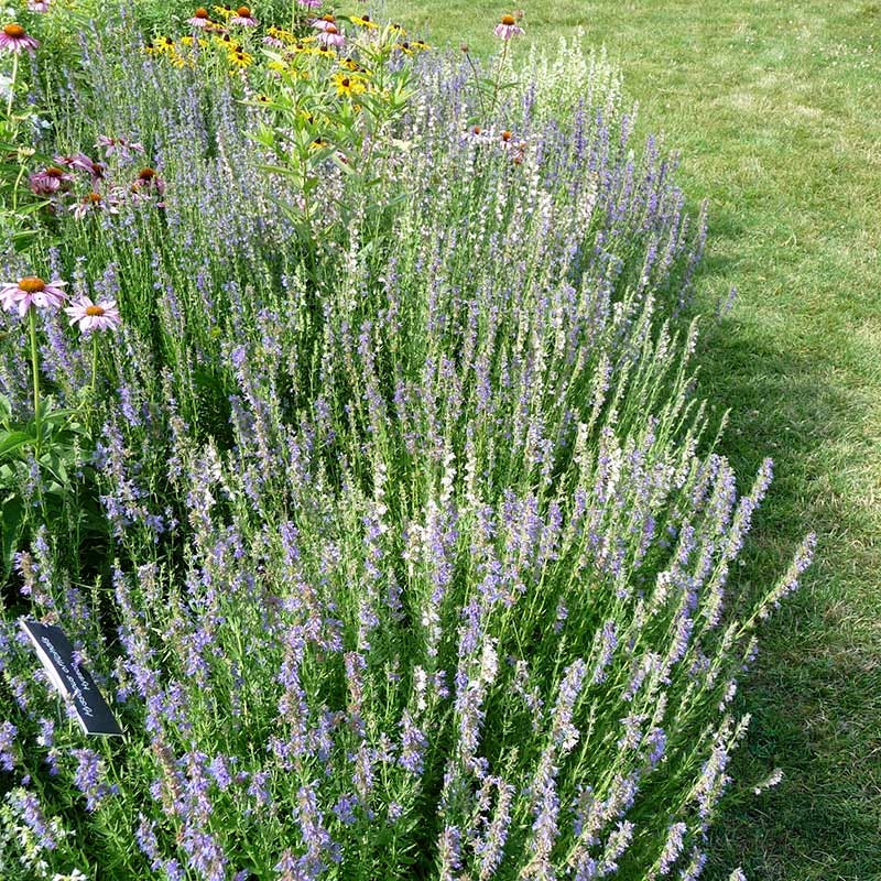 lavender hyssop plant Blue Hyssop, Hyssopus