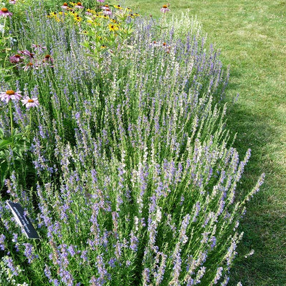 Blue Hyssop (Hyssopus)