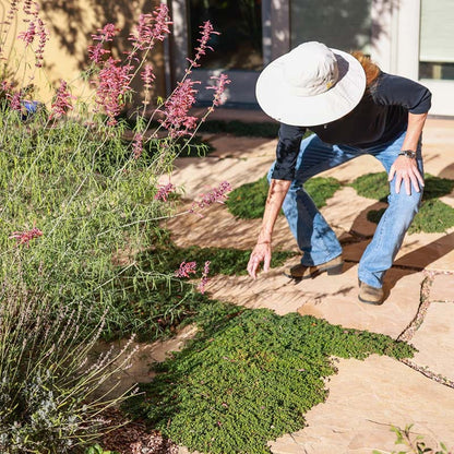 Blue Reflection® Veronica