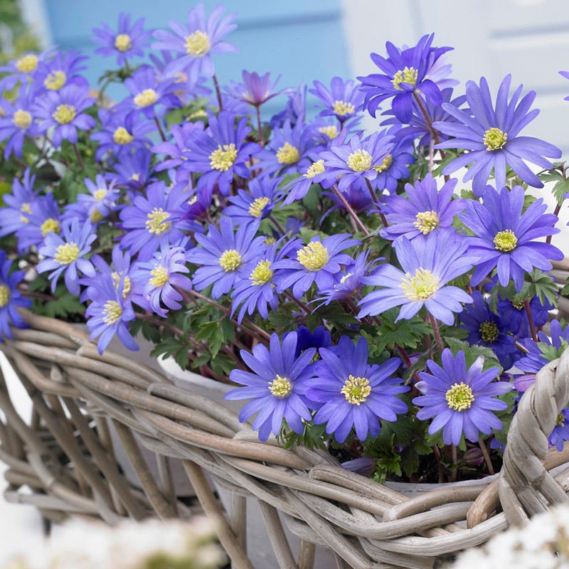 anemone potted plant Blue Shades Anemone