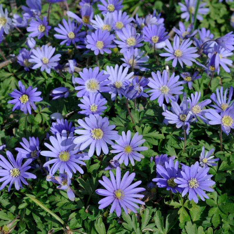 Blue Shades Anemone