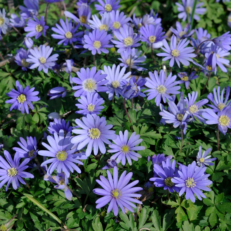 Rock Garden Bulb Collection