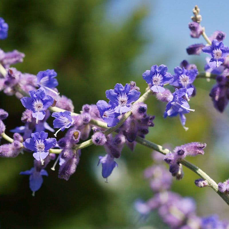 succulent in russian Blue Spires Russian Sage, Perovskia atriplicifolia