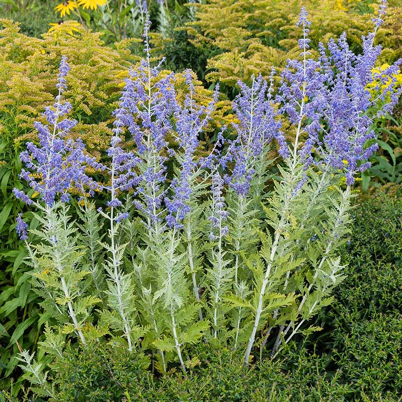 Blue Spire Russian Sage - Thumbnail 3