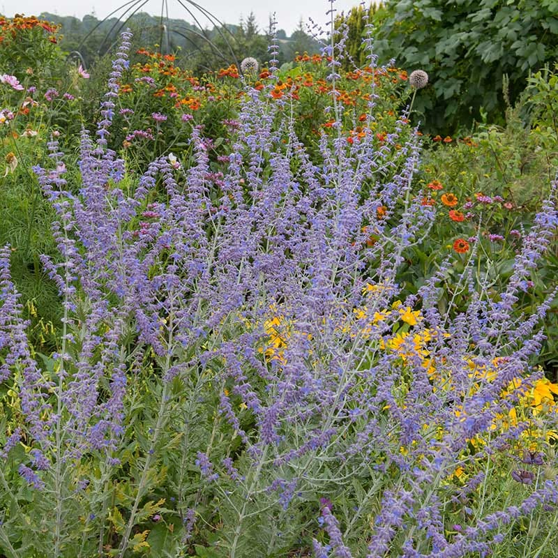 russian house plants Blue Spires Russian Sage, Perovskia atriplicifolia