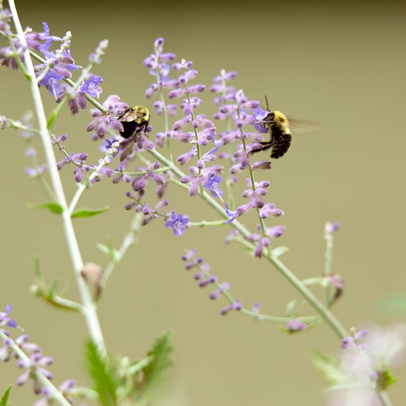 Blue Spire Russian Sage