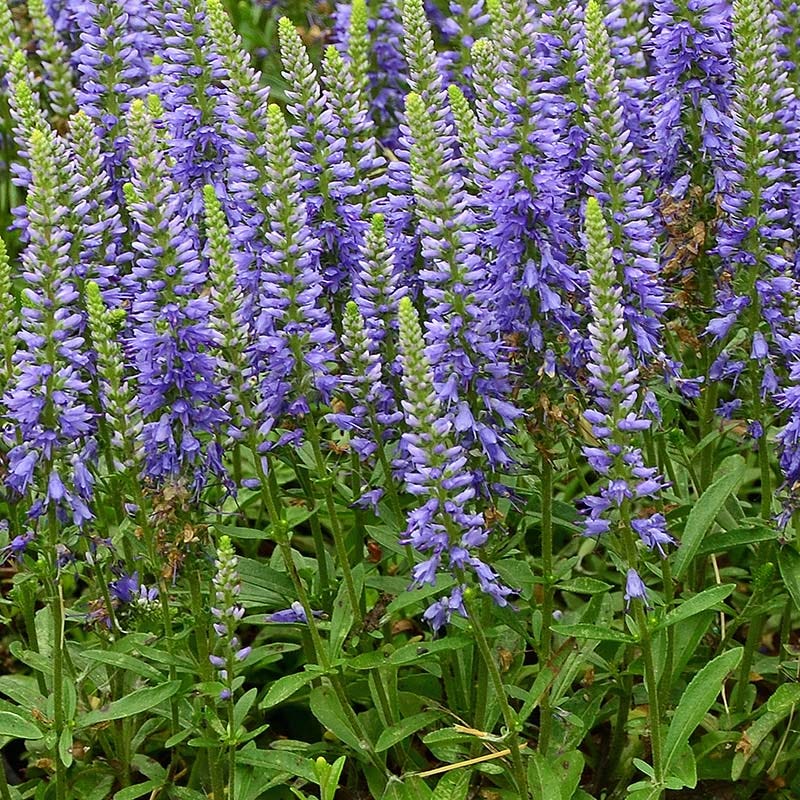 Blue Sprite Veronica