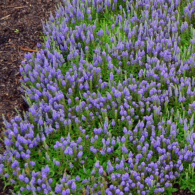 Blue Sprite Veronica - Thumbnail 3