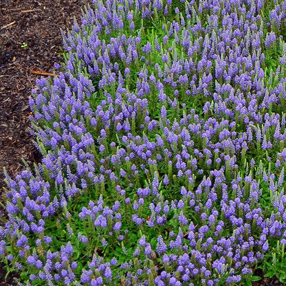 Blue Sprite Veronica