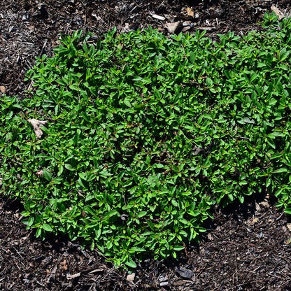 Blue Sprite Veronica