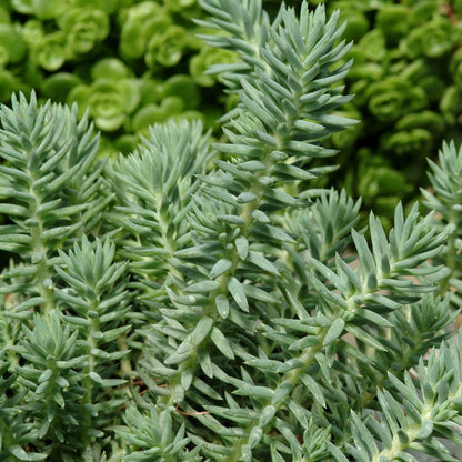 blue spruce succulent care Blue Spruce Sedum, Stonecrop