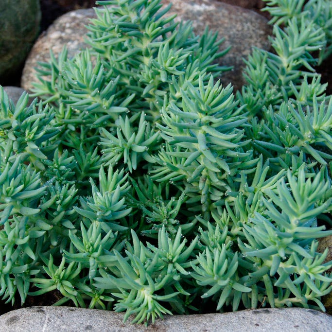 sedum stonecrop succulent Blue Spruce Sedum, Stonecrop