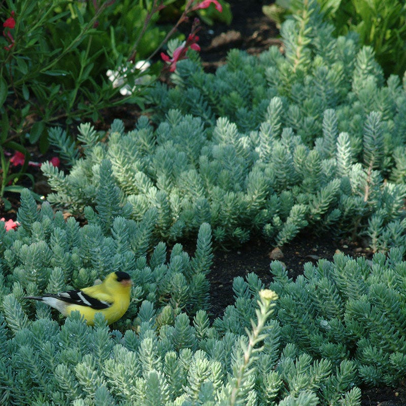 blue spruce stonecrop succulent Blue Spruce Sedum, Stonecrop