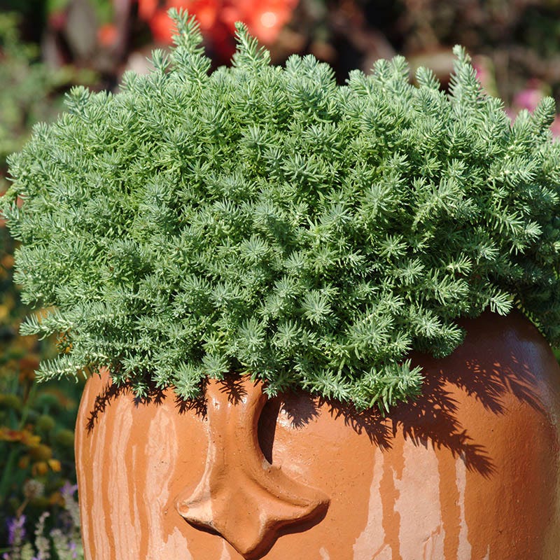 blue spruce succulent care Blue Spruce Sedum, Stonecrop