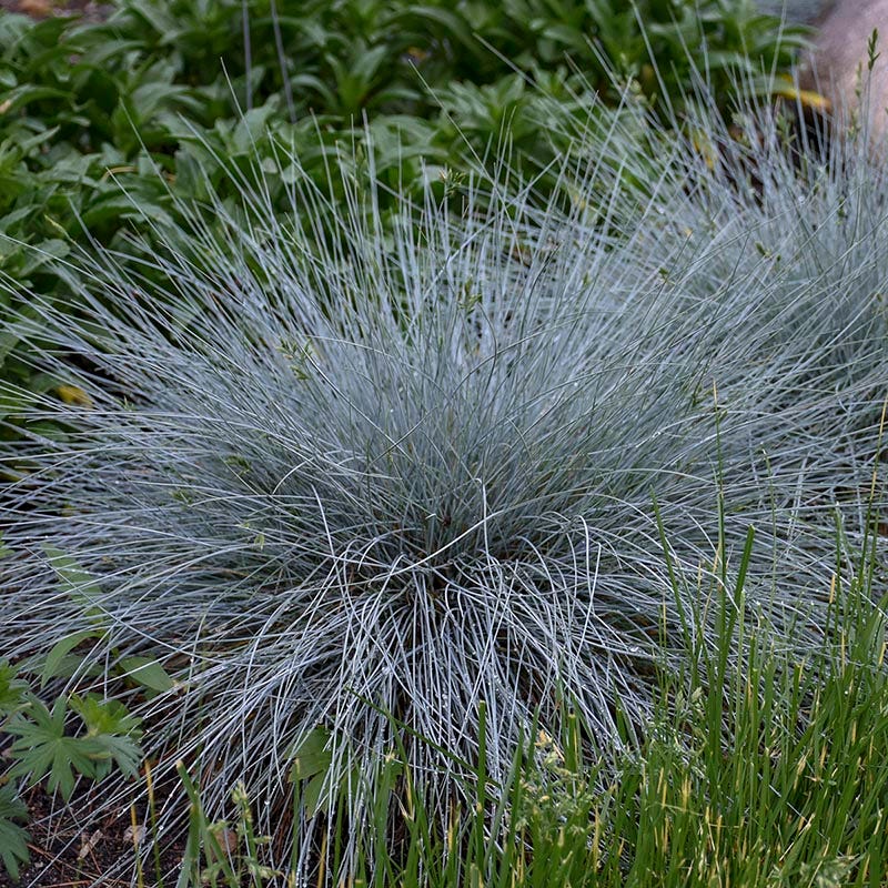 Blue Whiskers Fescue Grass - Thumbnail 3