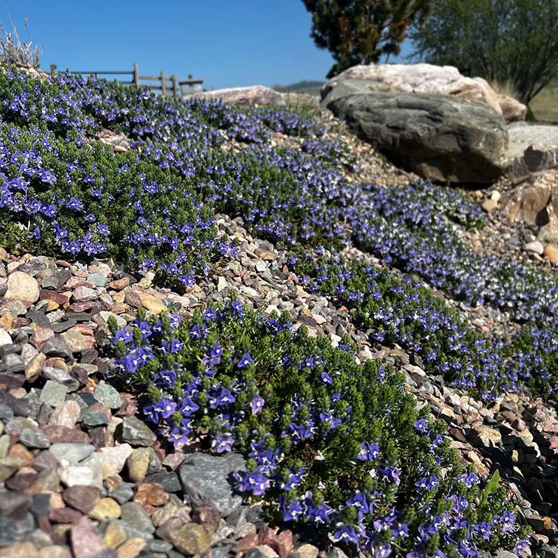 Blue Woolly Speedwell, Veronica pectinata | High Country Gardens