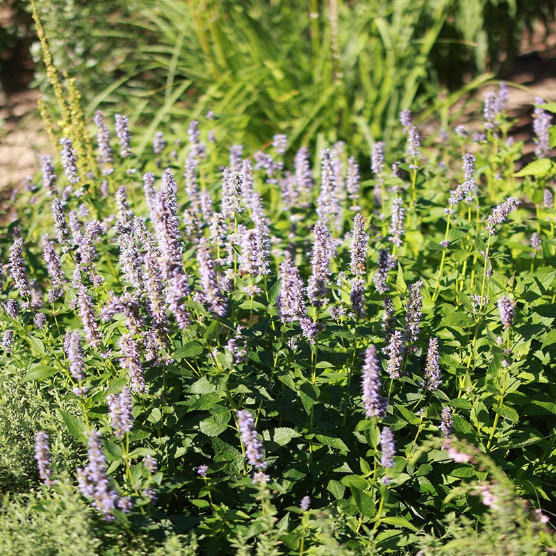 blue spring grass succulents Blue Fortune Hybrid Hyssop, Agastache Blue Fortune