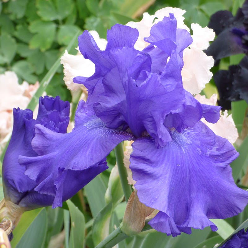 Blueberry Bliss Bearded Iris