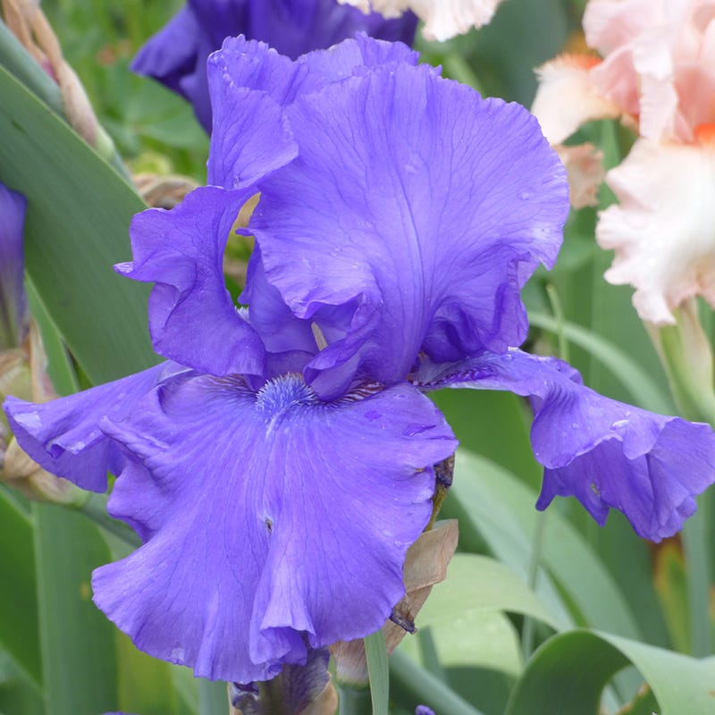 Blueberry Bliss Bearded Iris