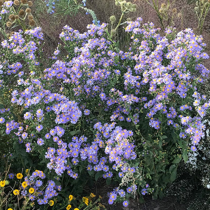 Bluebird Smooth Aster