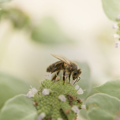 Blunt Mountain Mint with Bee